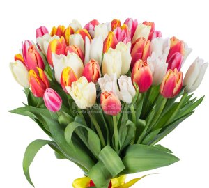 Bouquet of 51 tulips